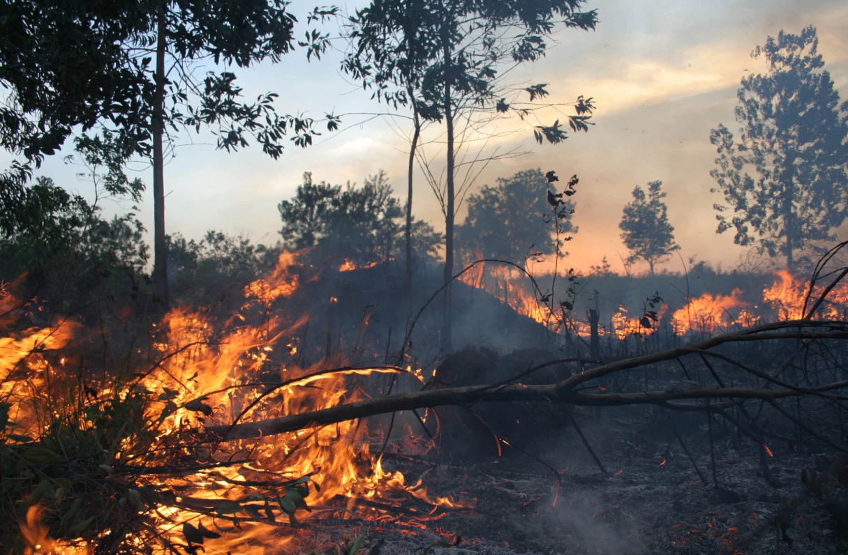 Kebakaran Hutan dan Lahan Masih Terjadi di Sejumlah Daerah